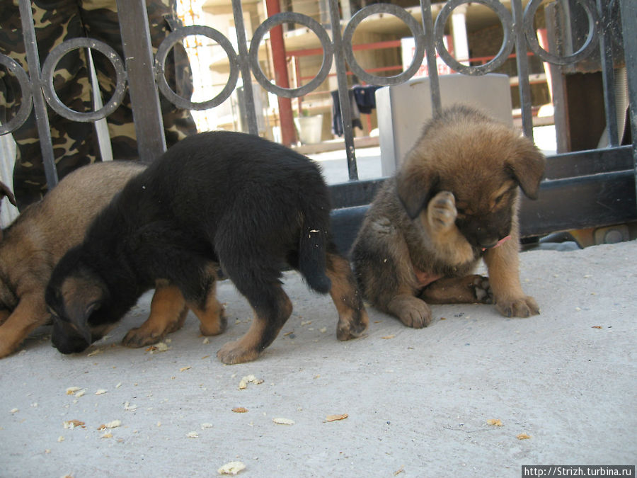 Клевые щенки в Ласпи Балаклава, Россия Клевые щенки в Ласпи Балаклава, Россия