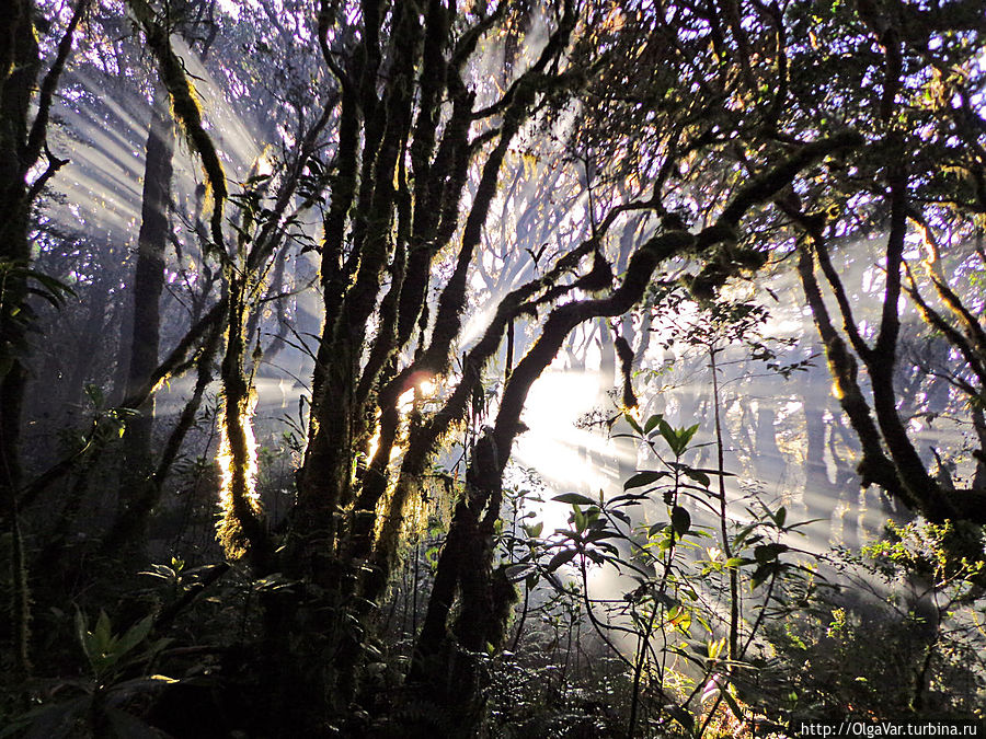 Свет и тени филиппинского леса