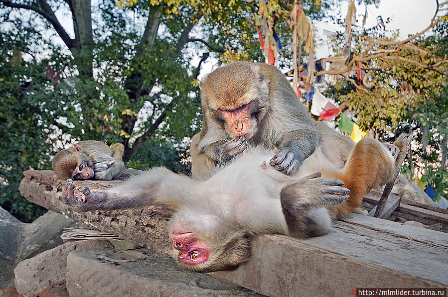 Обезьянья Ступа в Катманду Обезьянья Ступа в Катманду