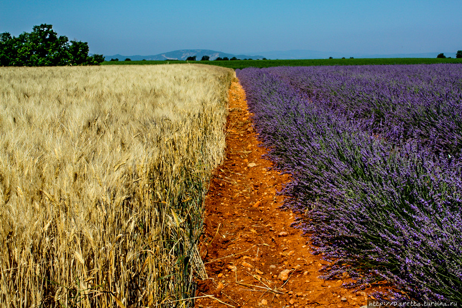Влюбленные в Прованс. Лавандовые поля Прованс-Альпы-Лазурный берег, Франция Влюбленные в Прованс. Лавандовые поля Прованс-Альпы-Лазурный берег, Франция