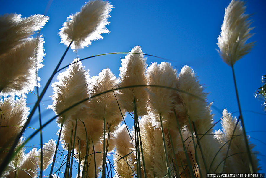 Просто греческие метелки и небо! Просто греческие метелки и небо!