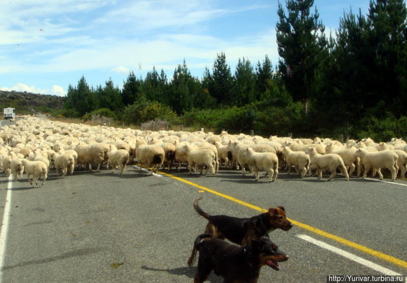 Вот она — дорожная пробка из овец. И ею управляют всего три собаки. Фьордленд Национальный Парк, Новая Зеландия