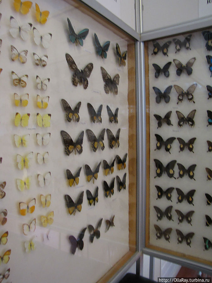 Коллекция бабочек. Йоэнсуу, Финляндия