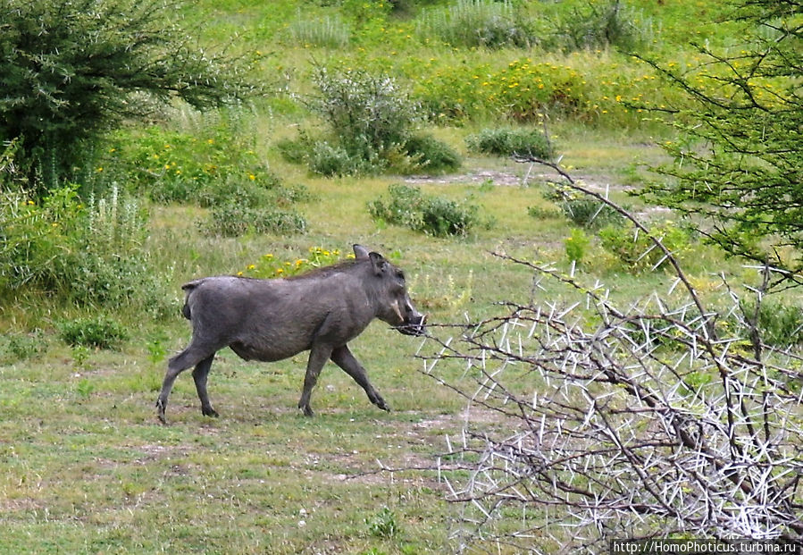 Носорог Этоша Национальный Парк, Намибия
