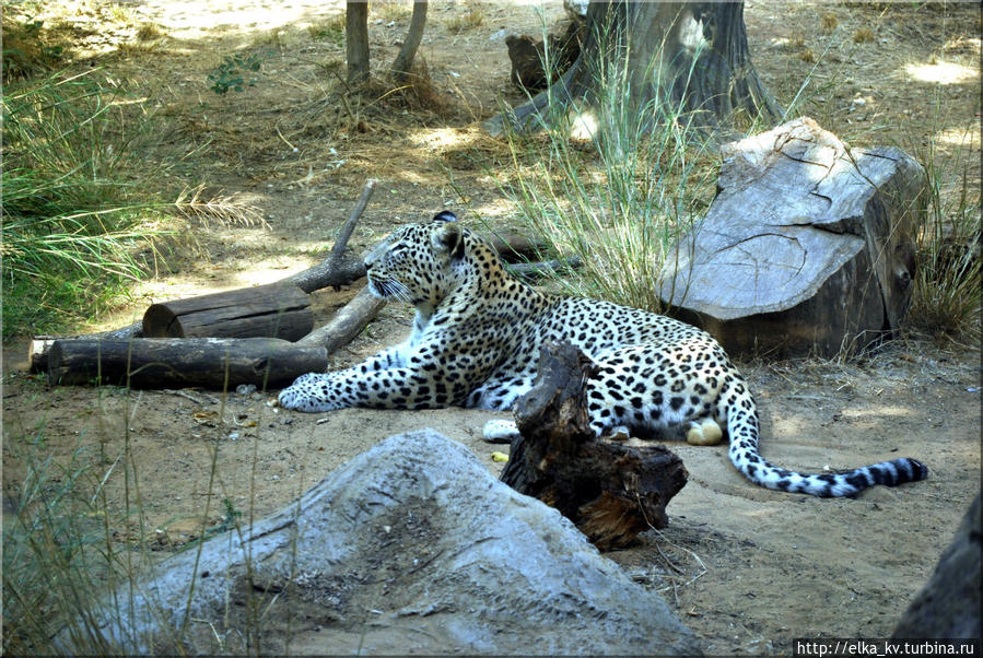 У леопарда небольшой закрытый вольер со стеклом Рамат-Ган, Израиль