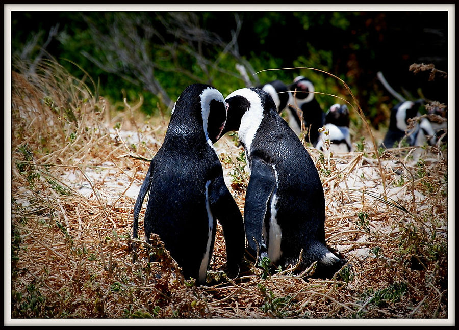Пингвины Южной Африки
