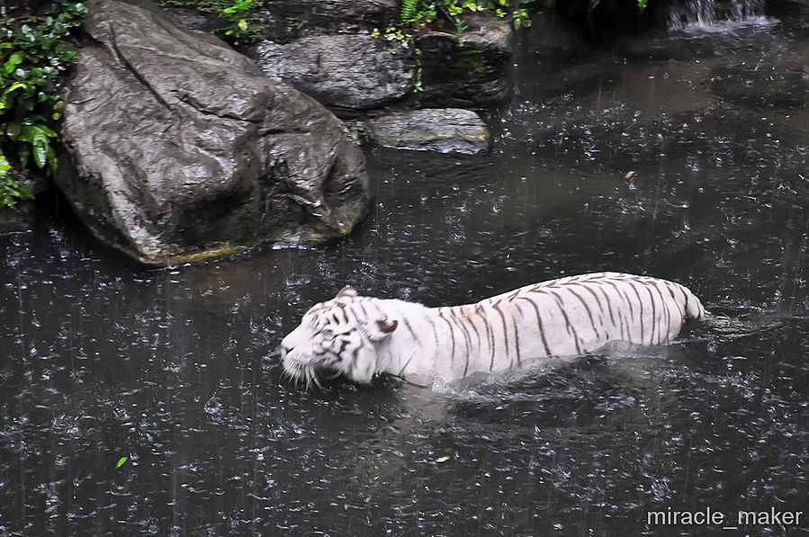 Как выяснилось тигры животные не только млекопитающие, но и водоплавающие. Сингапур (город-государство)