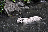 Как выяснилось тигры животные не только млекопитающие, но и водоплавающие.