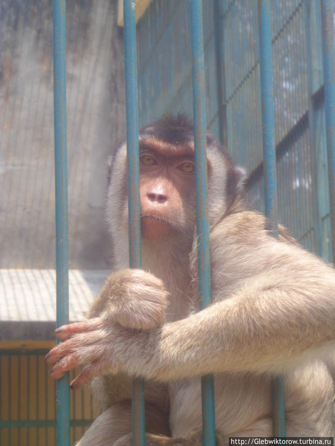 Букитинги. Зоопарк Букиттинги, Индонезия