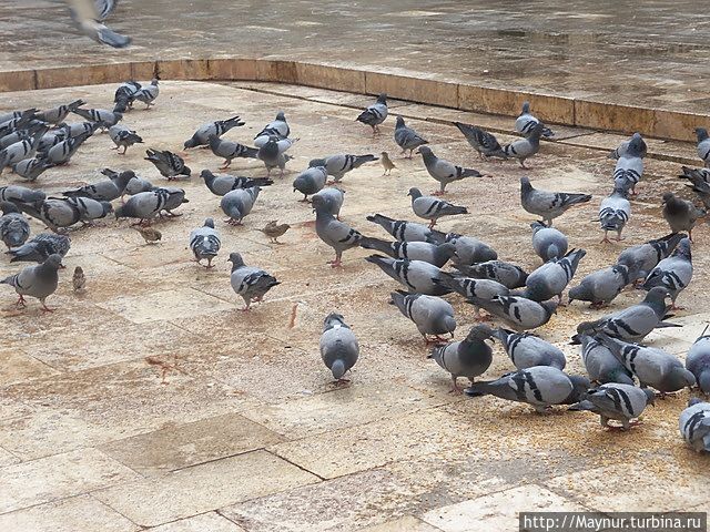 Почему — то здесь, на территории мечети, очень много голубей. Шанлыурфа, Турция