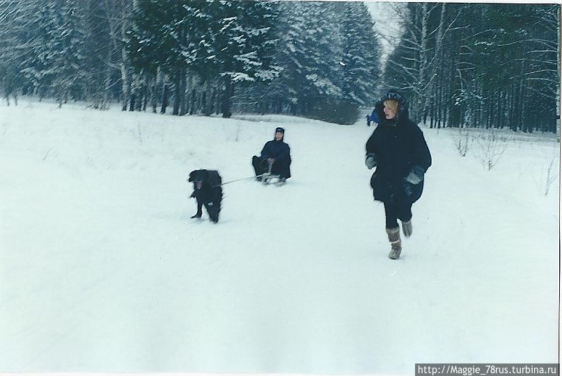 Покататься на собаке в пригороде Покататься на собаке в пригороде