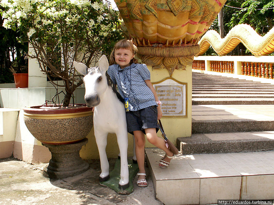 Друзья моей Янки — слоны, коты и обезьянки))) Паттайя, Таиланд Друзья моей Янки — слоны, коты и обезьянки))) Паттайя, Таиланд