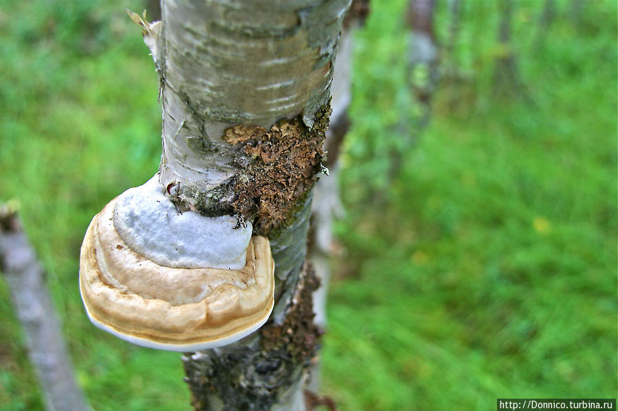 Карельской березе посвящается Пасвик Заповедник, Россия Карельской березе посвящается Пасвик Заповедник, Россия