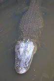 Болотистые устья в этом месте — это единственное место в США, где встречаются, хотя и редко, острорылые крокодилы.