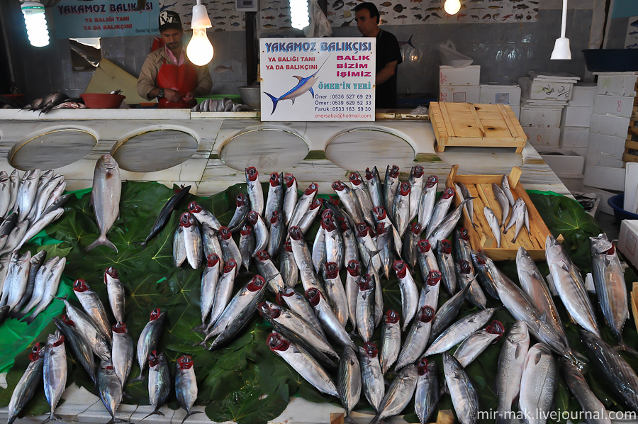 Вывернутые наружу жабры – доказательство свежести рыбы. Стамбул, Турция