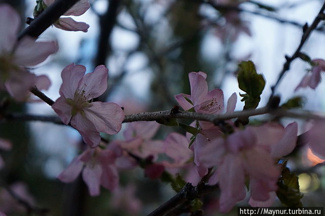 Сакура. Южно-Сахалинск, Россия Сакура. Южно-Сахалинск, Россия