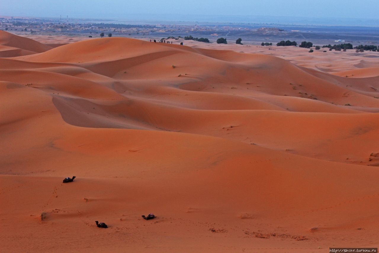 Сахара и я посередине на белом верблюде Хассилабиед, Марокко