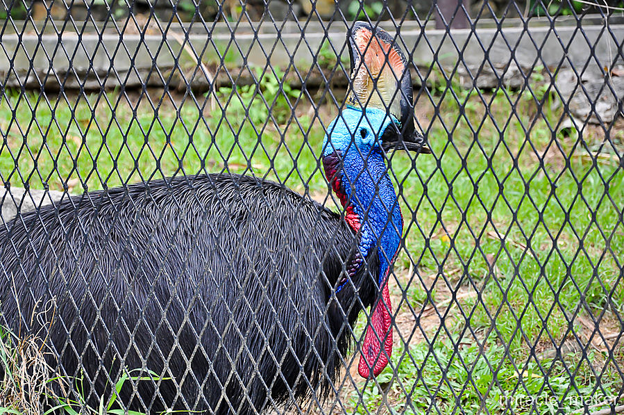 А это, как выяснилось впоследствии, Казуар. Птица, конечно, потрясающая. Это вторая по величине птица после страуса, отдельные особи которой достигают до двух метров в высоту и весом до 60 килограмм. Конечно это нелетающий вид. Куала-Лумпур, Малайзия