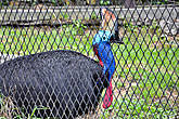 А это, как выяснилось впоследствии, Казуар. Птица, конечно, потрясающая. Это вторая по величине птица после страуса, отдельные особи которой достигают до двух метров в высоту и весом до 60 килограмм. Конечно это нелетающий вид.