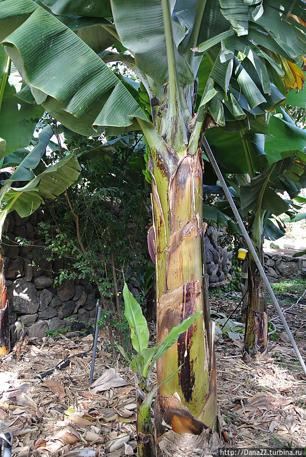 Банан и его детка Банан и его детка