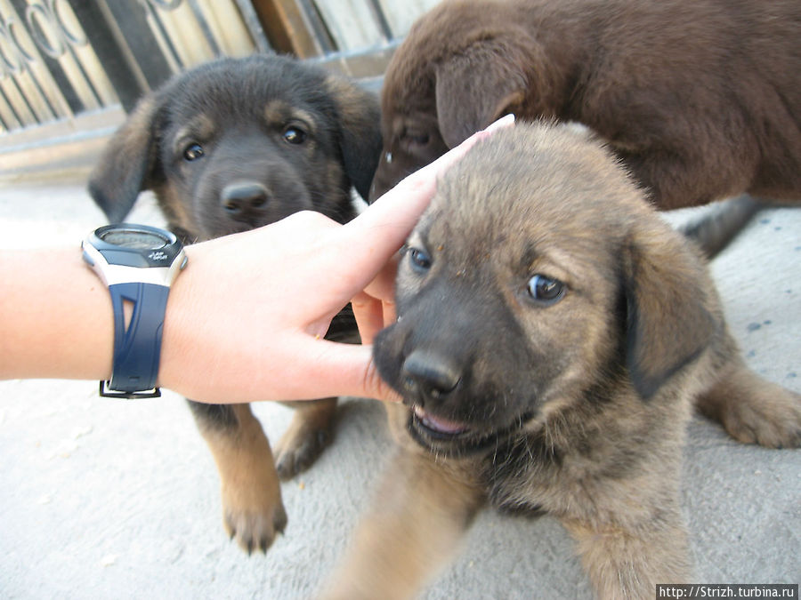 Клевые щенки в Ласпи Балаклава, Россия Клевые щенки в Ласпи Балаклава, Россия