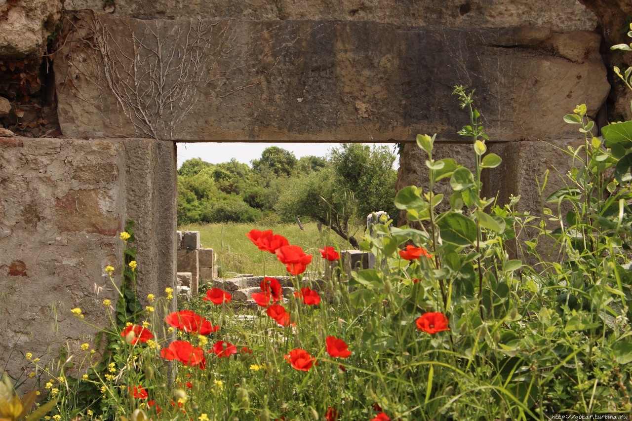 Маковый цвет турецкого берега Сиде, Турция Маковый цвет турецкого берега Сиде, Турция