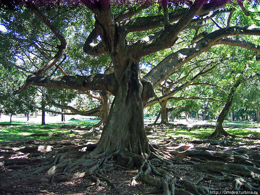 Королевский ботанический сад — райский уголок около Канди Перадения, Шри-Ланка Королевский ботанический сад — райский уголок около Канди Перадения, Шри-Ланка