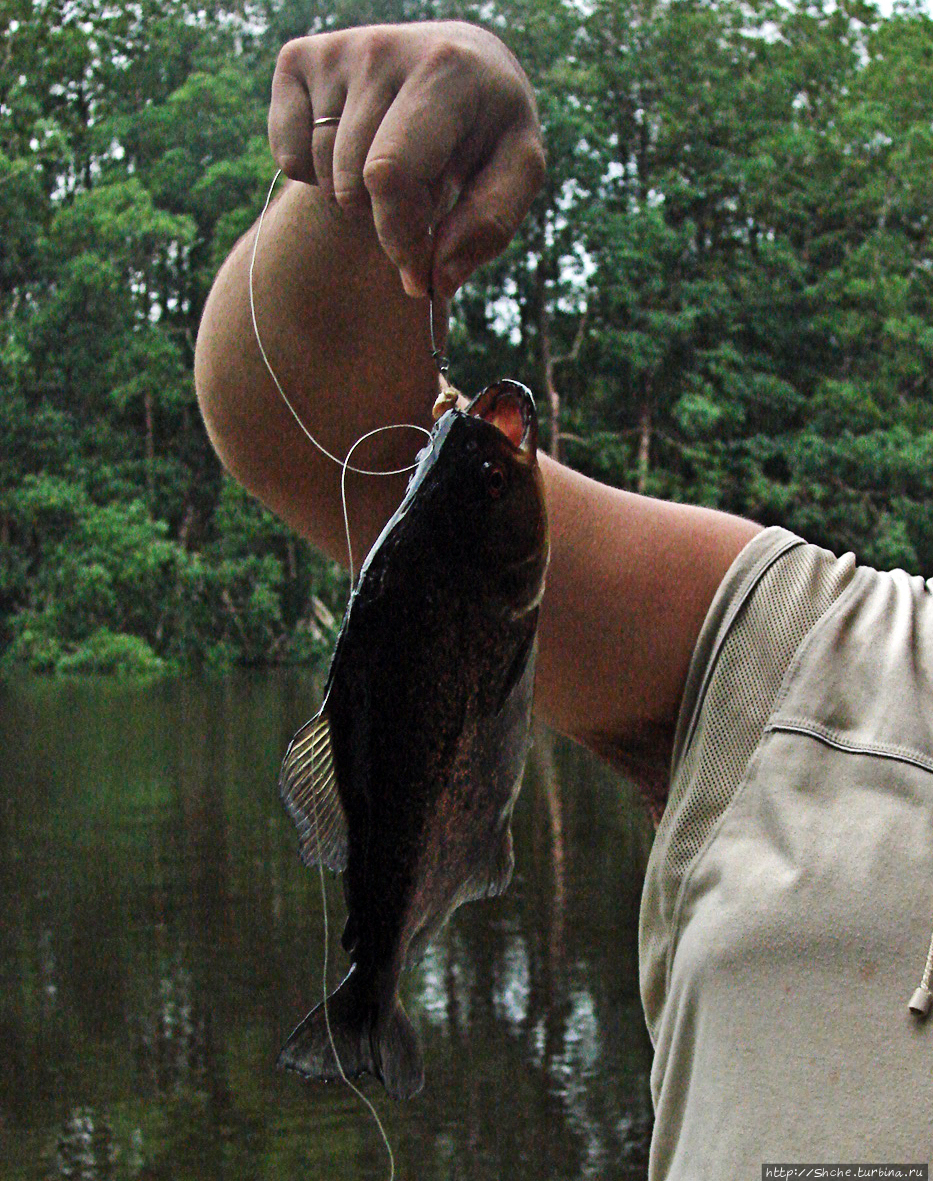 Рыбалка на пиранью Национальный парки Дельта дель Ориноко, Венесуэла