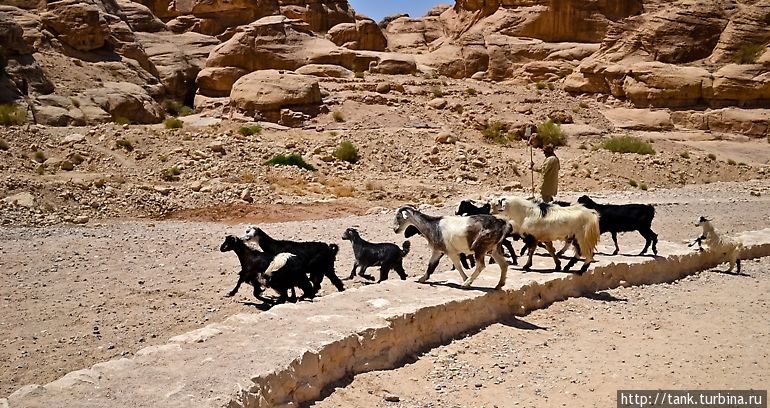 Жизнь продолжается, по каньону, как и тысячи лет назад,
ходят пастухи со своими козами и их ничуть не смущают толпы туристов. Петра, Иордания