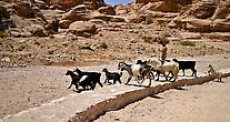 Жизнь продолжается, по каньону, как и тысячи лет назад,
ходят пастухи со своими козами и их ничуть не смущают толпы туристов.
