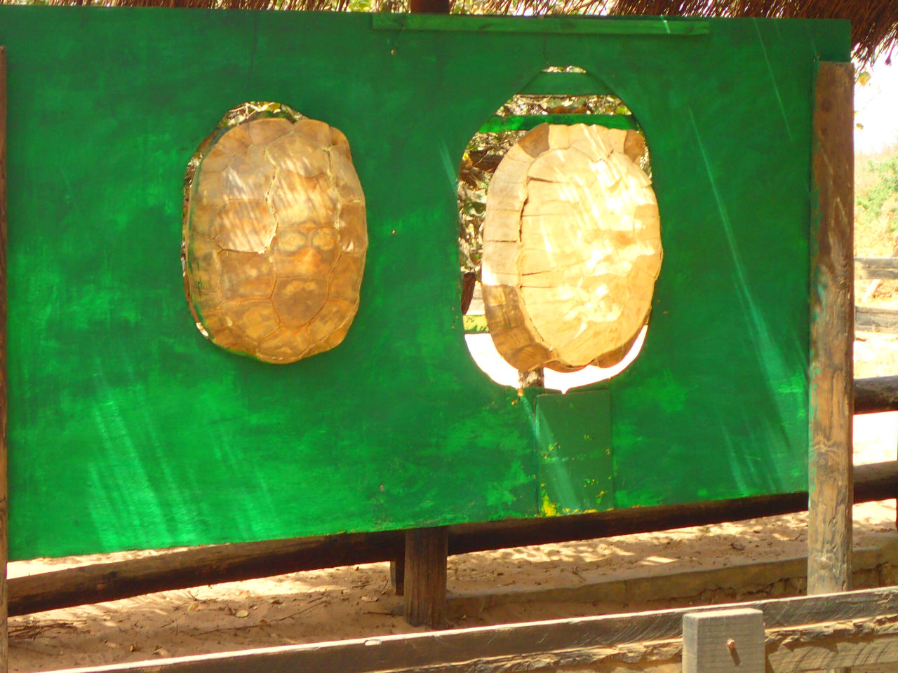 Огромные черепахи Африки Бамбилор, Сенегал