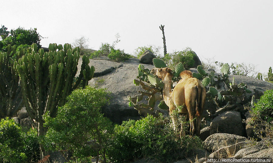 Долина Дегера Adi Keyh, Эритрея
