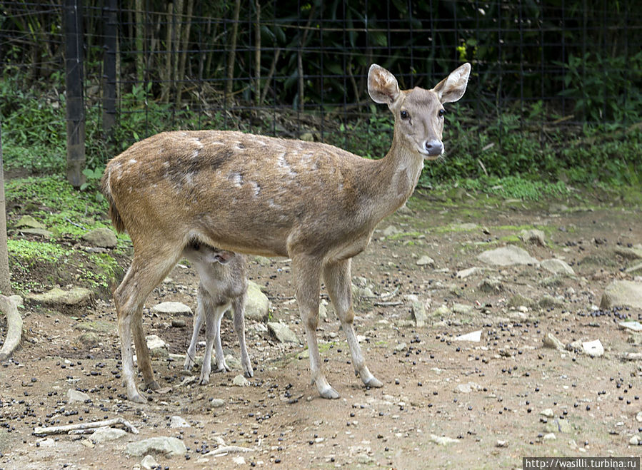 Пятнистый олень. Кормёжка. Пятнистый олень. Кормёжка.