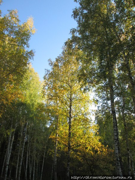 Затюменский лесопарк в сентябрьский день Тюмень, Россия