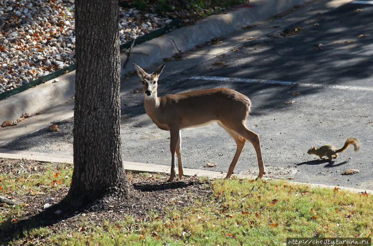 Белка считает, что олени Белка считает, что олени