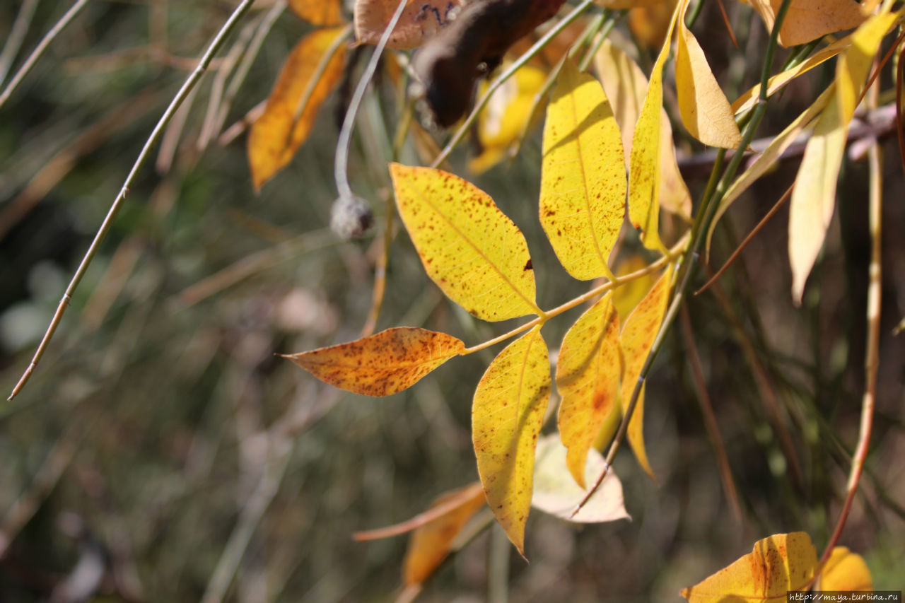 Остатки осени. Здесь, на Голанах, желтые листья бывают Метула, Израиль