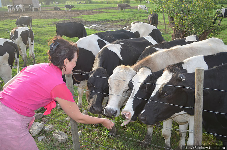 Все виды живности Кабо-Рохо, Пуэрто-Рико Все виды живности Кабо-Рохо, Пуэрто-Рико