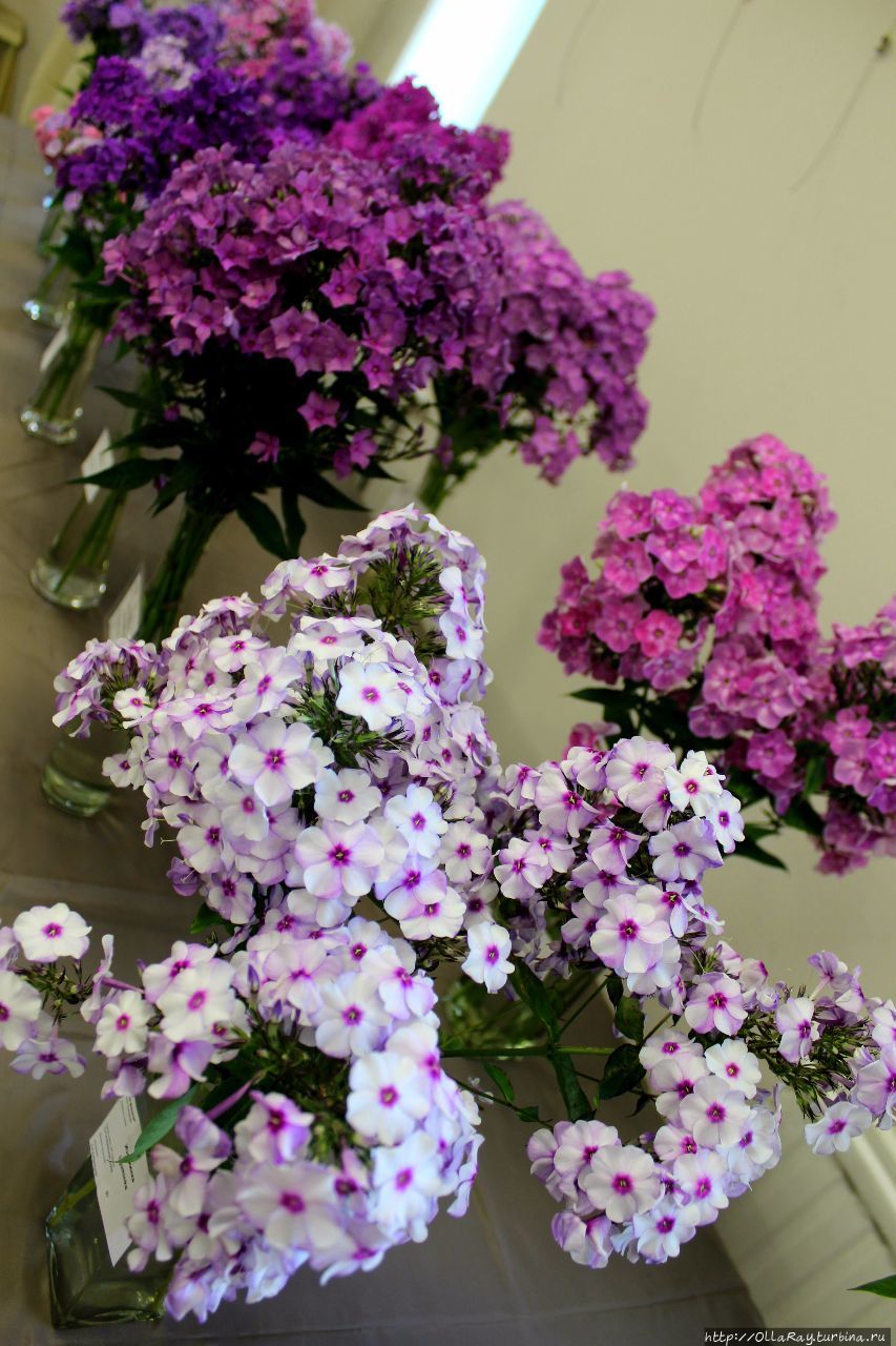 Питер, гроза и флоксы. Санкт-Петербург, Россия Питер, гроза и флоксы. Санкт-Петербург, Россия