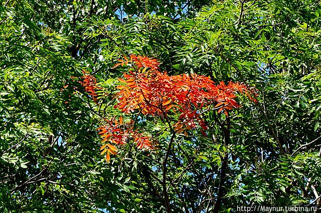 Макушка лета. Разнотравье, разноцветье Южно-Сахалинск, Россия Макушка лета. Разнотравье, разноцветье Южно-Сахалинск, Россия