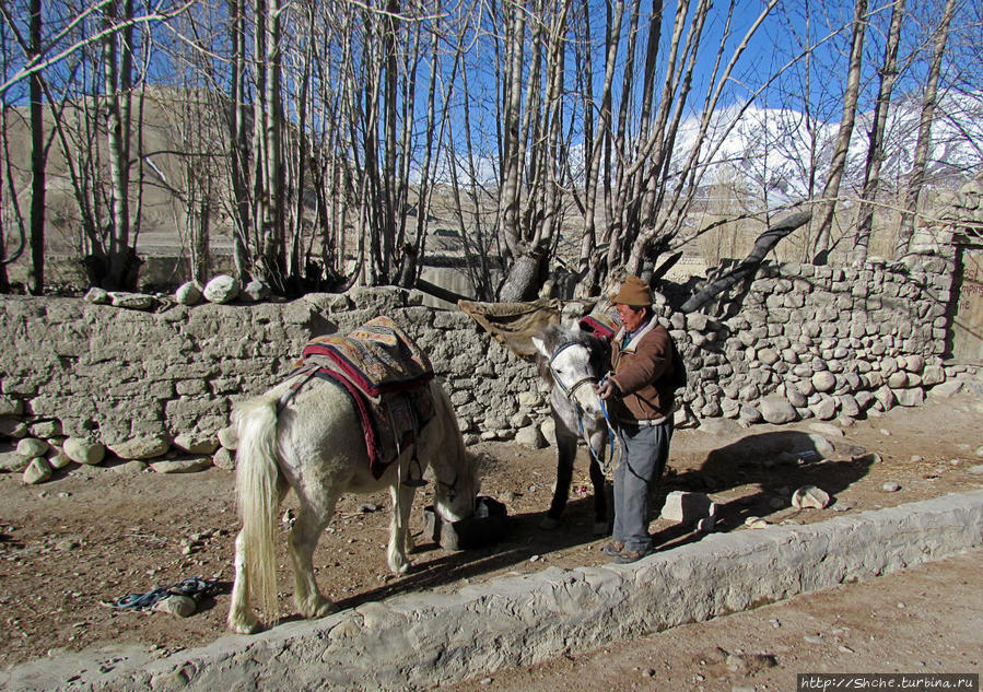 Утро пятого дня, 19 марта 2014. У входа в гест-хауз пара лошадей подкрепляется перед дальней дорогой Чосер, Непал