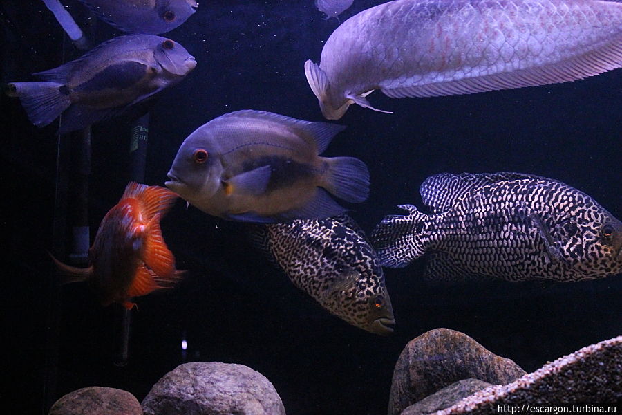 Моя субъективная экскурсия №2: аквариум Минск, Беларусь