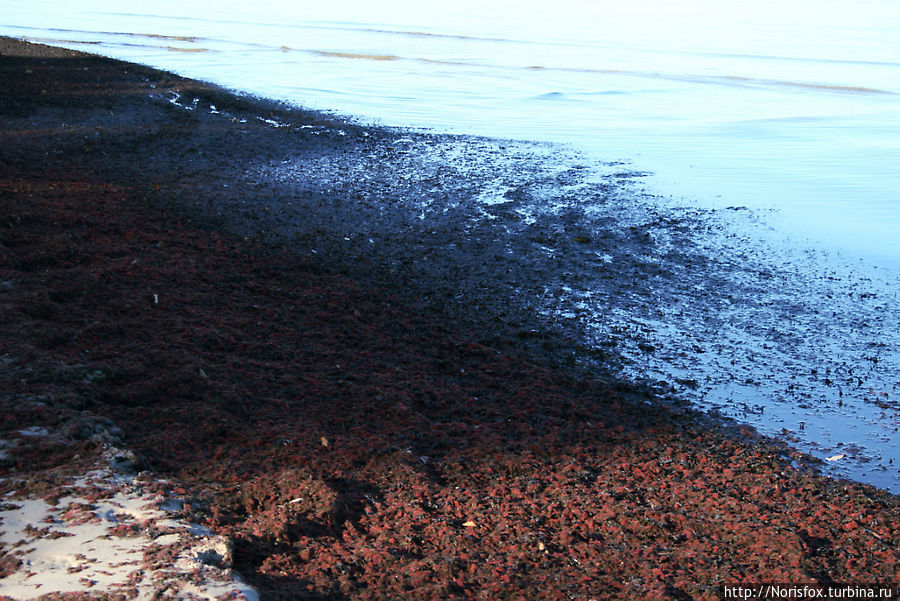 Вот такие дары моря, которые в несезон убирают редко, тоже могут быть живописны Юрмала, Латвия