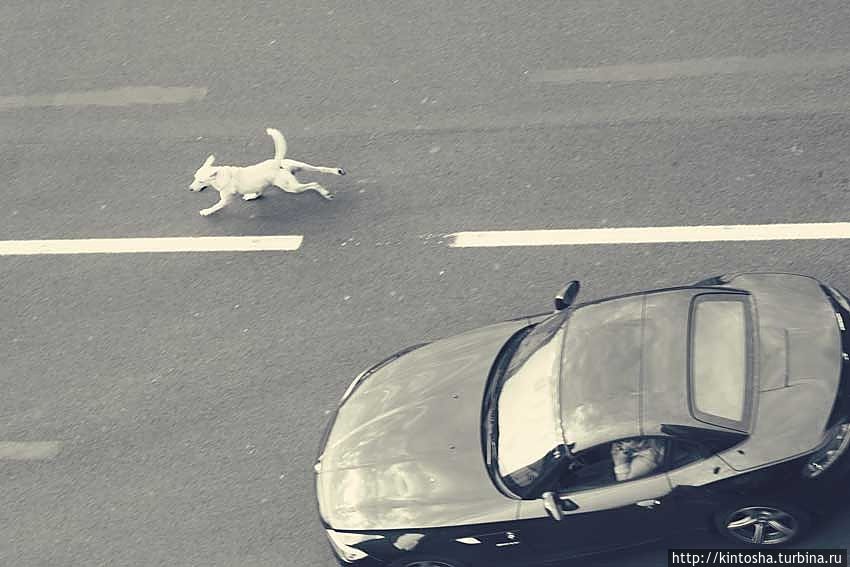 Неаполитанские страсти Неаполитанские страсти