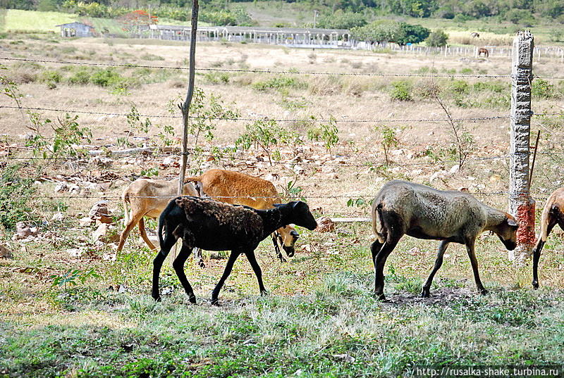 Гавана вместо тапок: равноценный обмен! Гавана, Куба Гавана вместо тапок: равноценный обмен! Гавана, Куба
