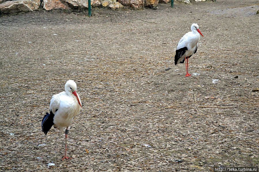 В будапештском зоопарке зимой Будапешт, Венгрия В будапештском зоопарке зимой Будапешт, Венгрия