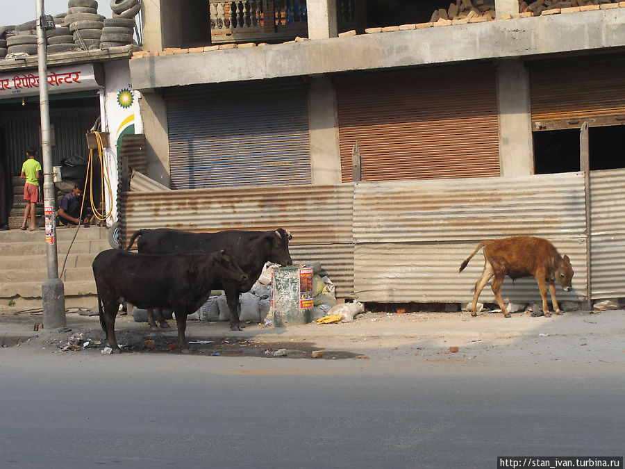 Пасущиеся коровы Катманду, Непал