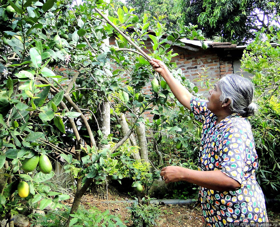 Рукмани решила угостить нас мандаринами из сада Канди, Шри-Ланка