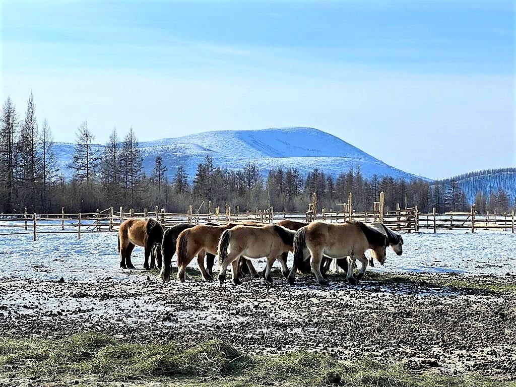 Животноводческая ферма Томтор, Россия