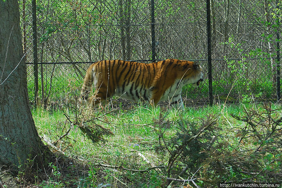 Апогей посещения — тигры. Не всегда удается разглядеть их в кустах. Марибо, Дания