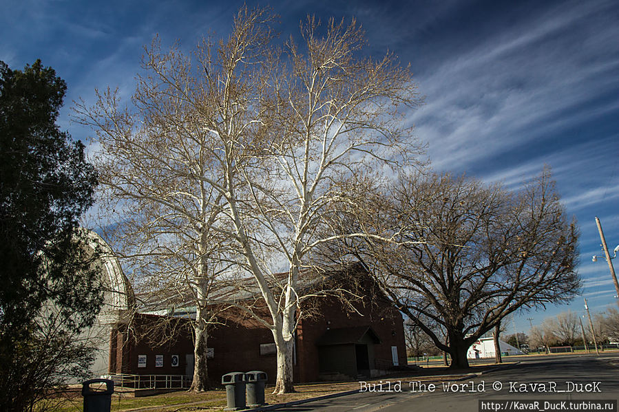 Дерево-альбинос Оклахома-Сити, CША